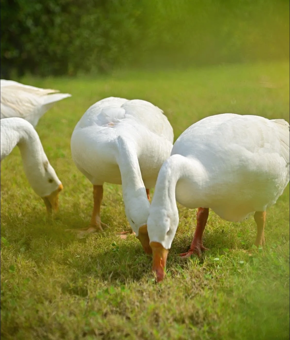 White geese grazing on the resort's green lawn beside the lake