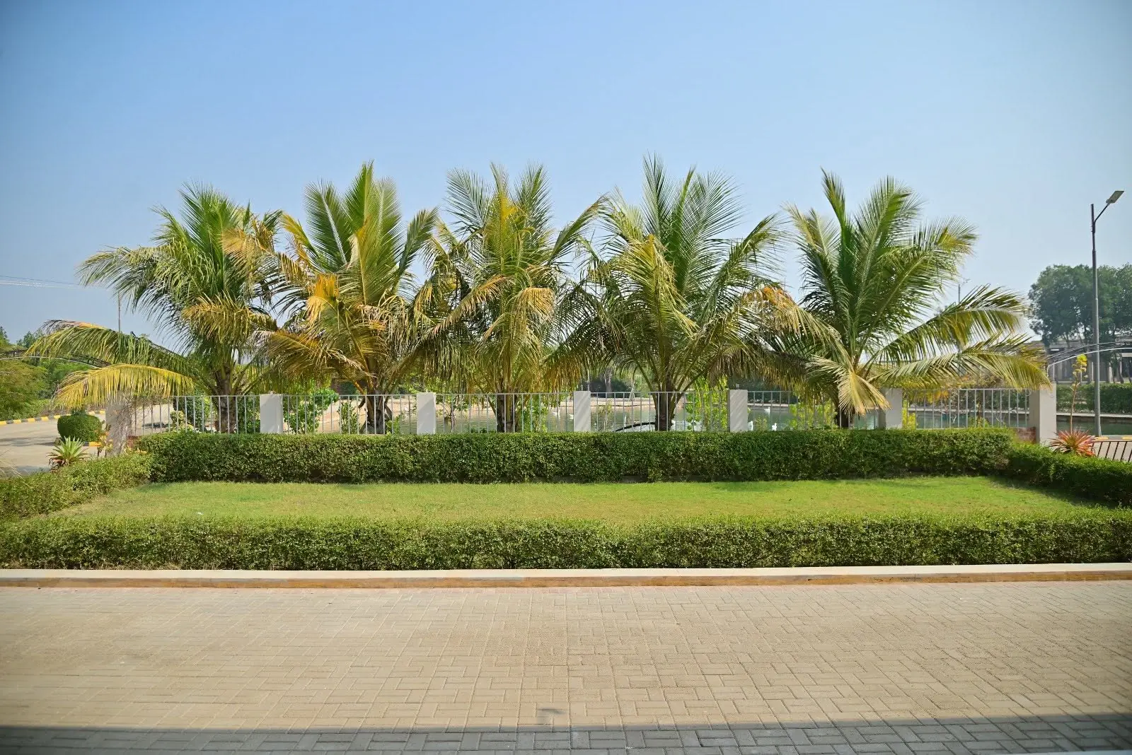 Row of palm trees behind a trimmed hedge and open lawn at the resort